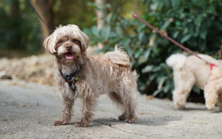 How to Potty Train a Maltipoo: 12 Vet-Reviewed Tips & Tricks | Hepper ...