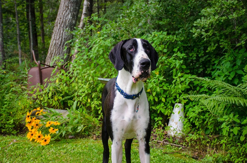 mantle great dane dog standing outdoor