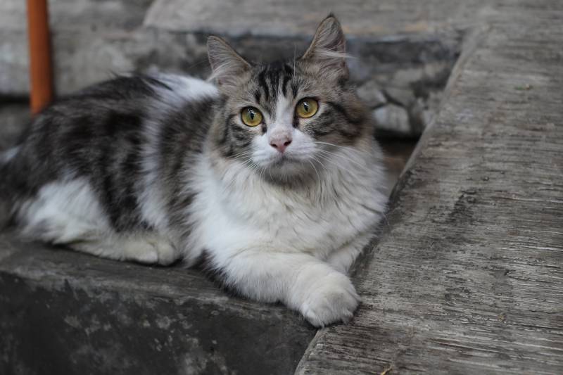 munchkin cat sitting on the concrete floor