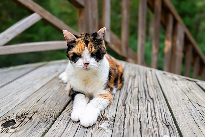 old calico cat lying down on wooden deck