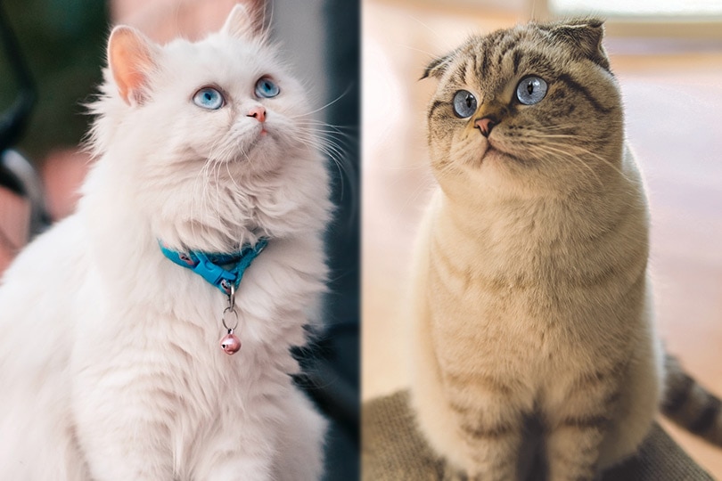 the parent breeds of Persian Scottish Fold cat