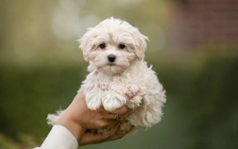 How to Potty Train a Maltipoo: 12 Vet-Reviewed Tips & Tricks | Hepper ...