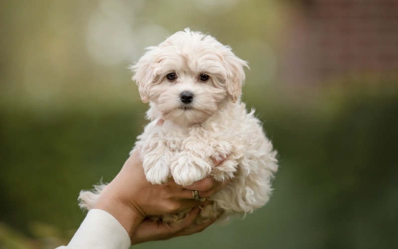 person holding up maltipoo puppy dog