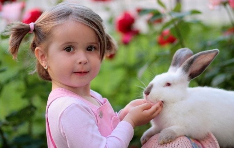 Can Rabbits See Colors? Vet-Appproved Eye Facts | Hepper Pet Resources