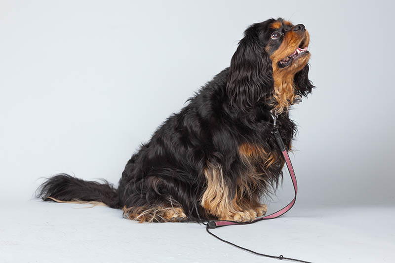 Senior cavalier king charles spaniel