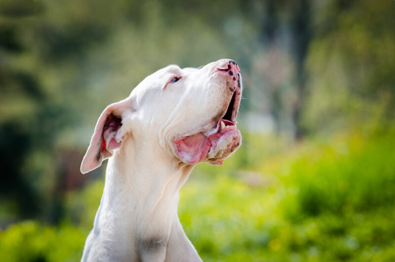 White great dane portrait