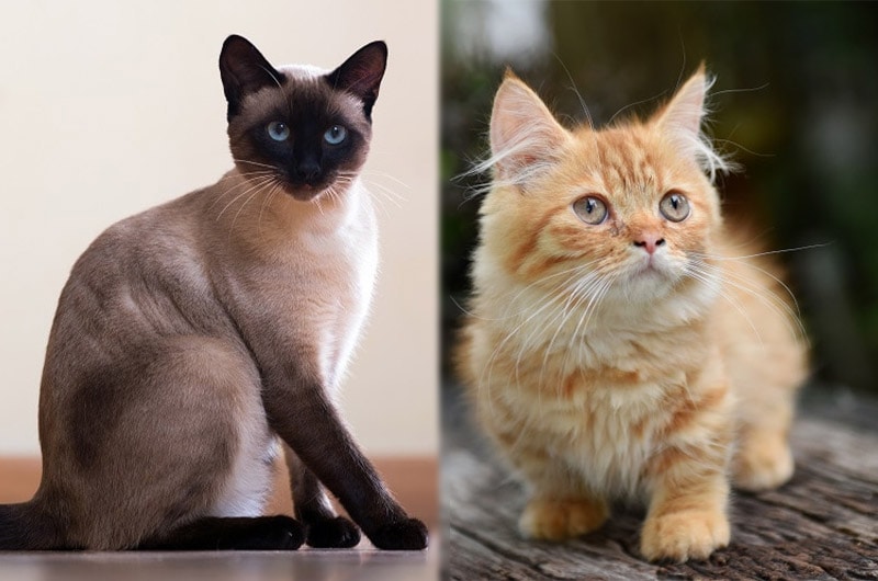 siamese and munchkin cats