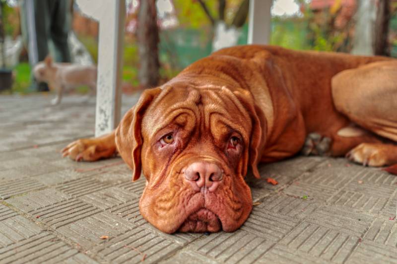 mastiff dog lying on the floor looking away