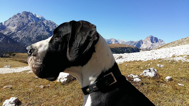 side view of a mantle great dane dog
