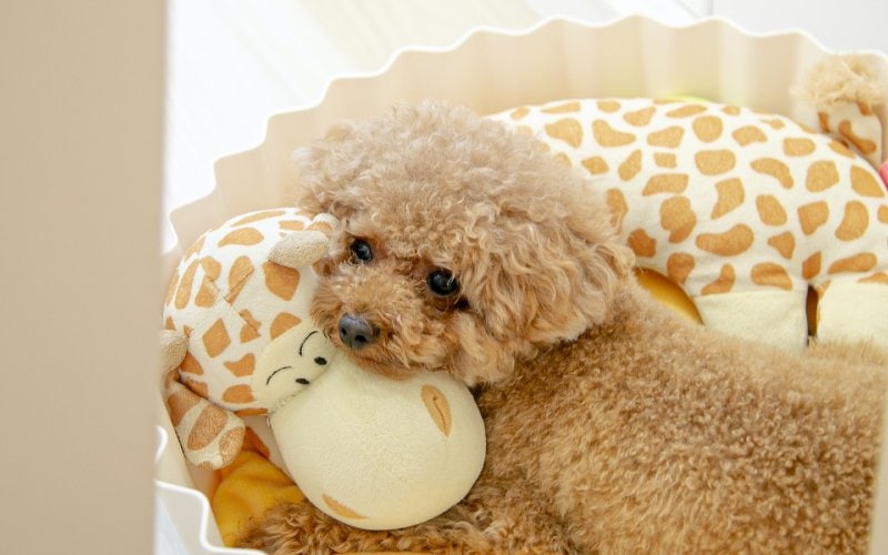 small poodle lying on yellow dog bed