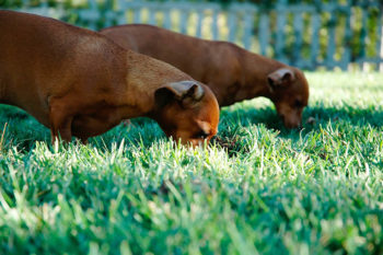 My Dog's Stomach Is Gurgling & They're Eating Grass, Are They Sick? Vet