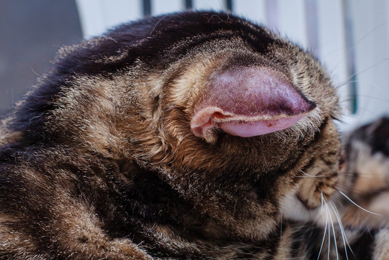 Cat ural Hematoma