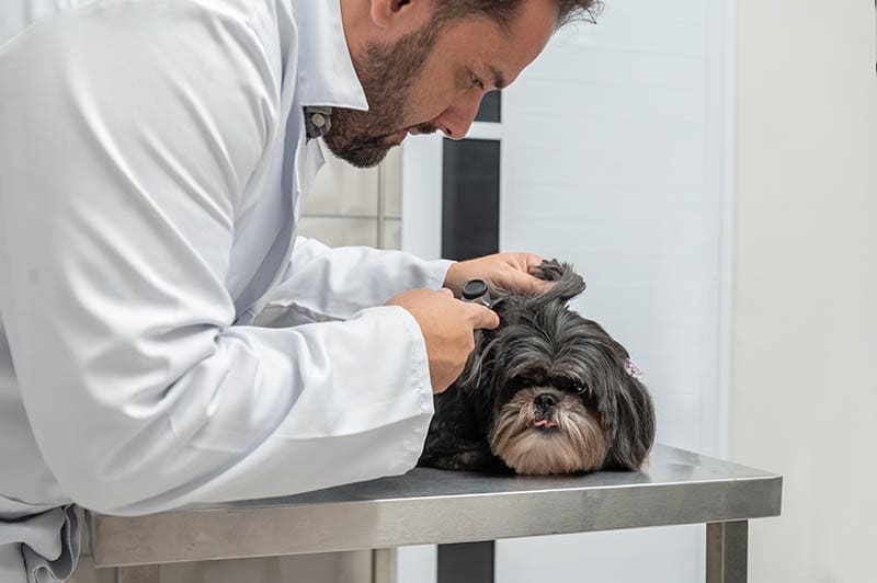 veterinarian examining the heard of a shih tzu dog