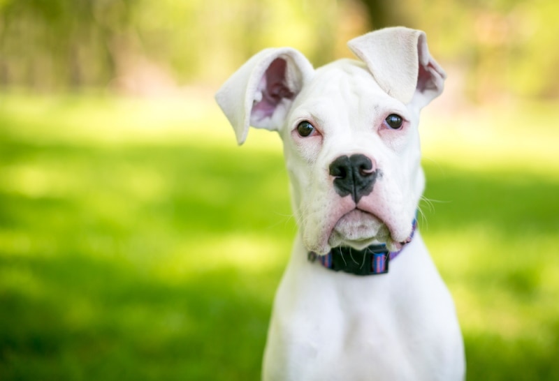 white great dane