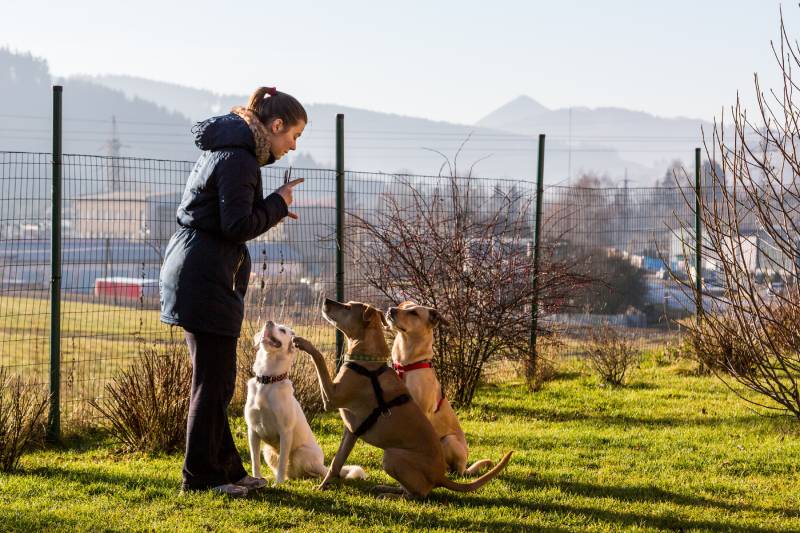 woman instructing dogs outside