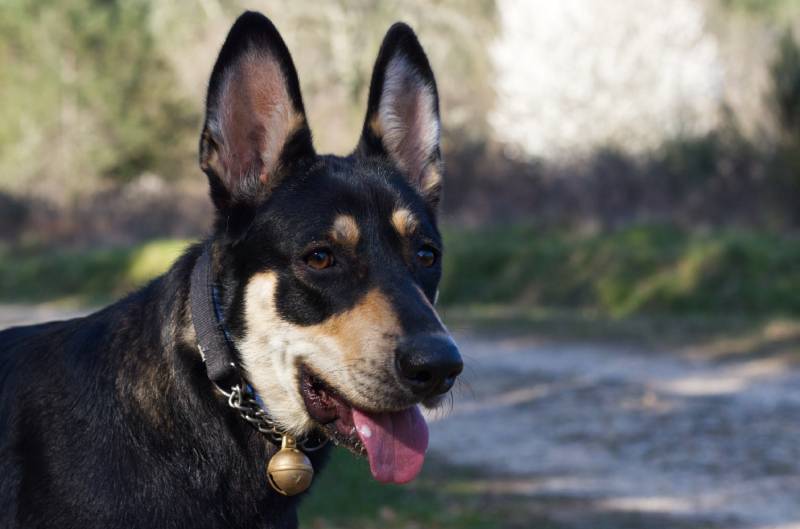 young female black dog wearing a collar with bell
