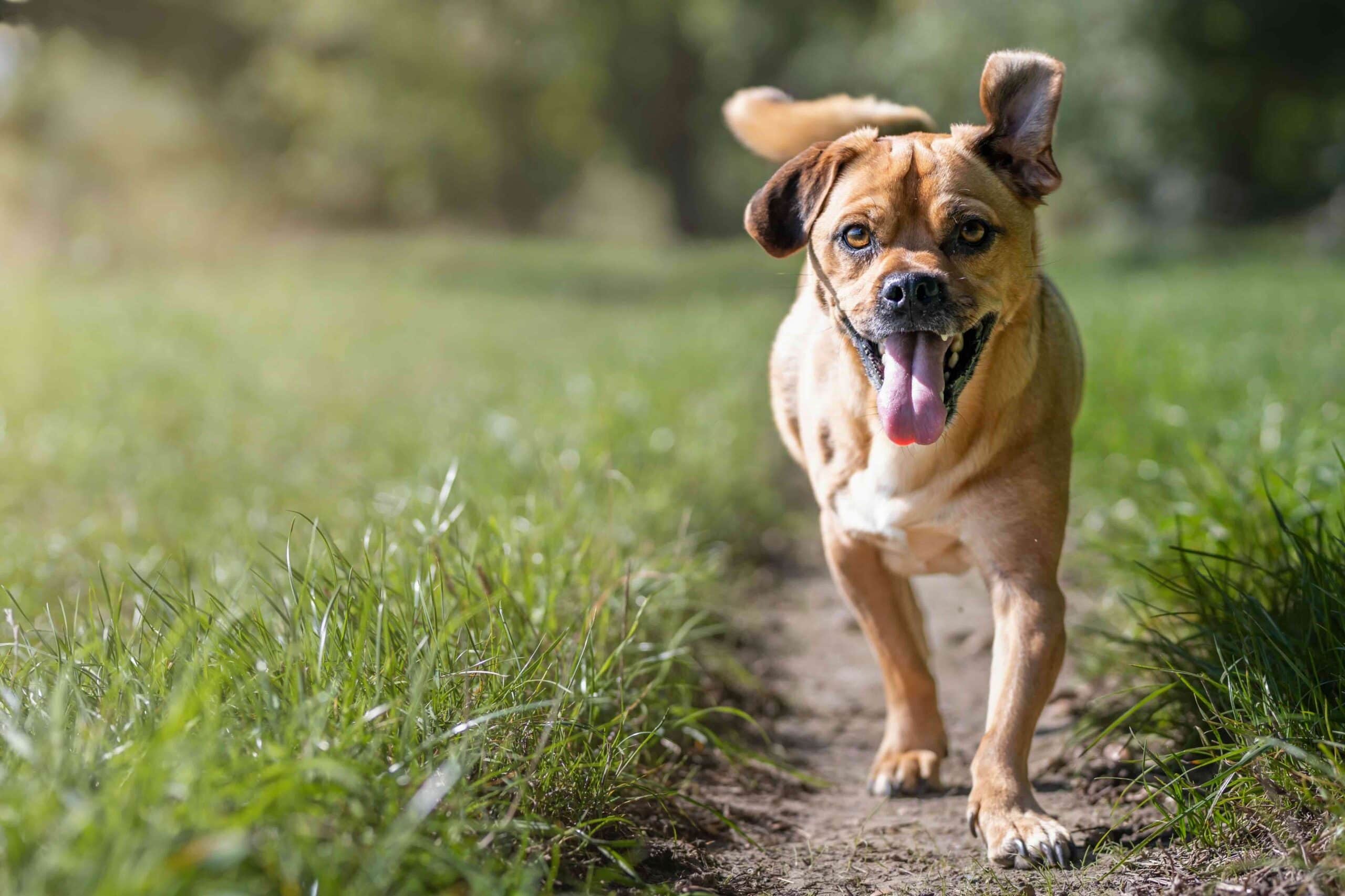 A closeup shot of an Austrian Pinscher running in the forest