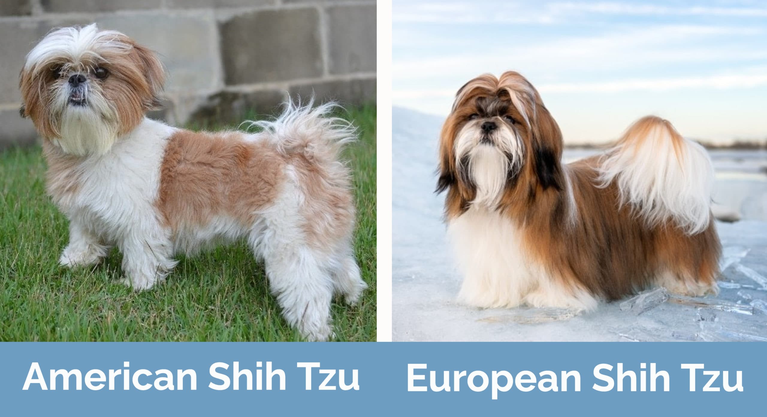 American & European Shih Tzu side by side