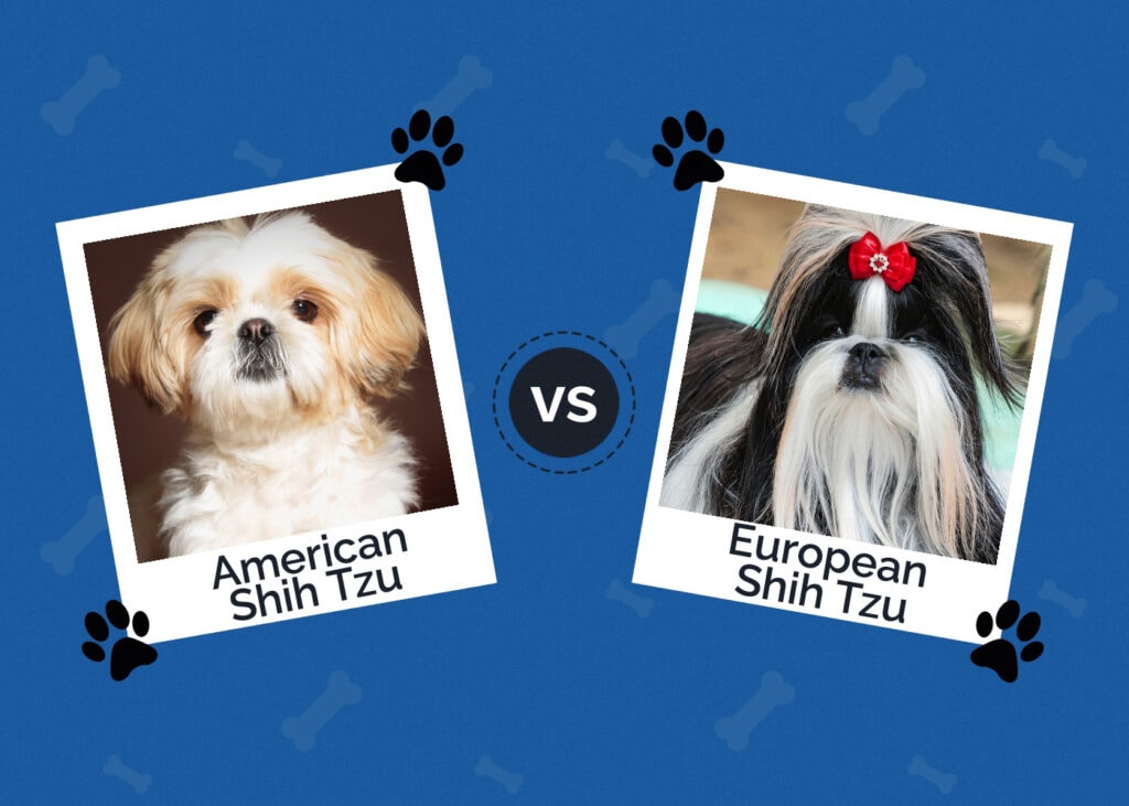 American vs European Shih Tzu
