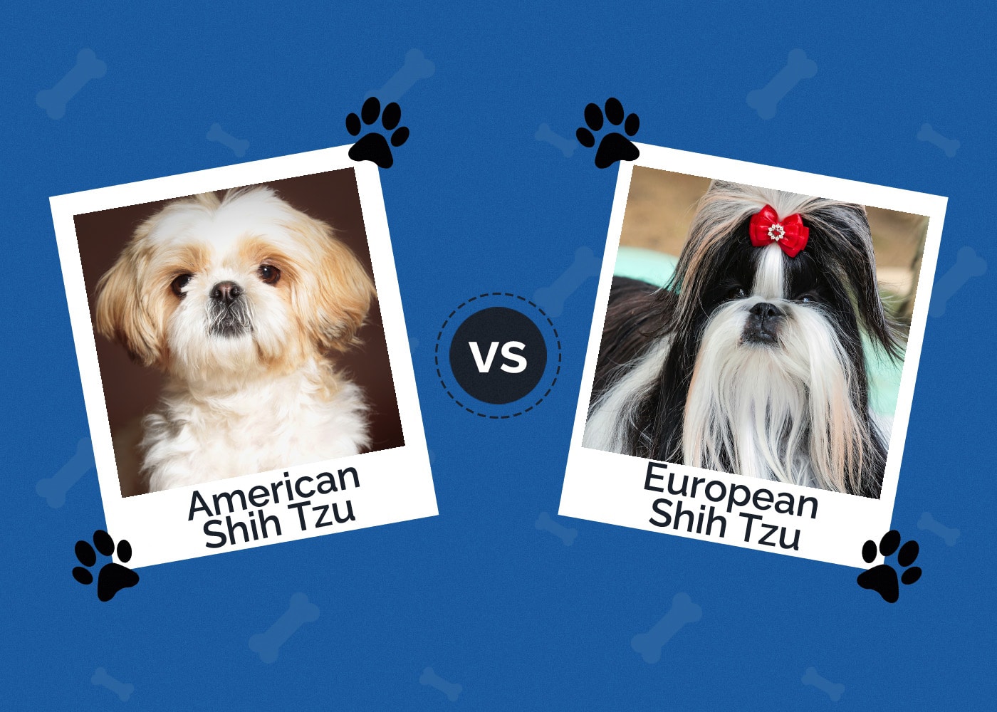 American vs European Shih Tzu