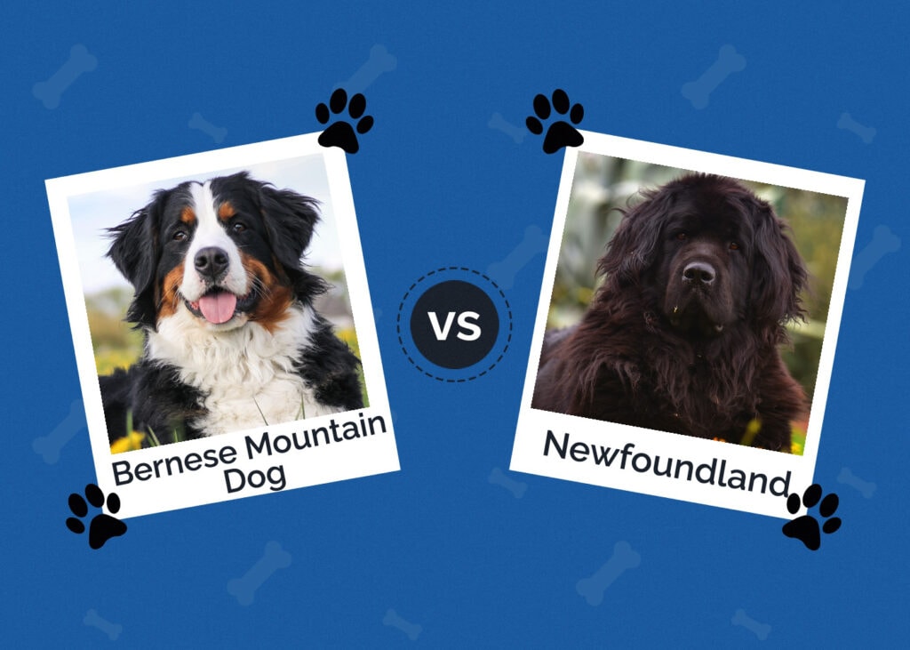 Bernese Mountain Dog vs Newfoundland