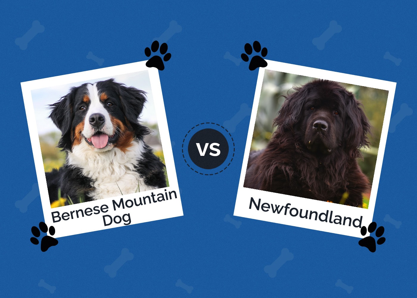 Bernese Mountain Dog vs Newfoundland