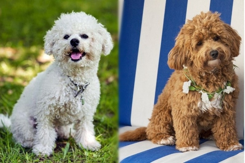 Bichon Frise vs. Maltipoo - visual