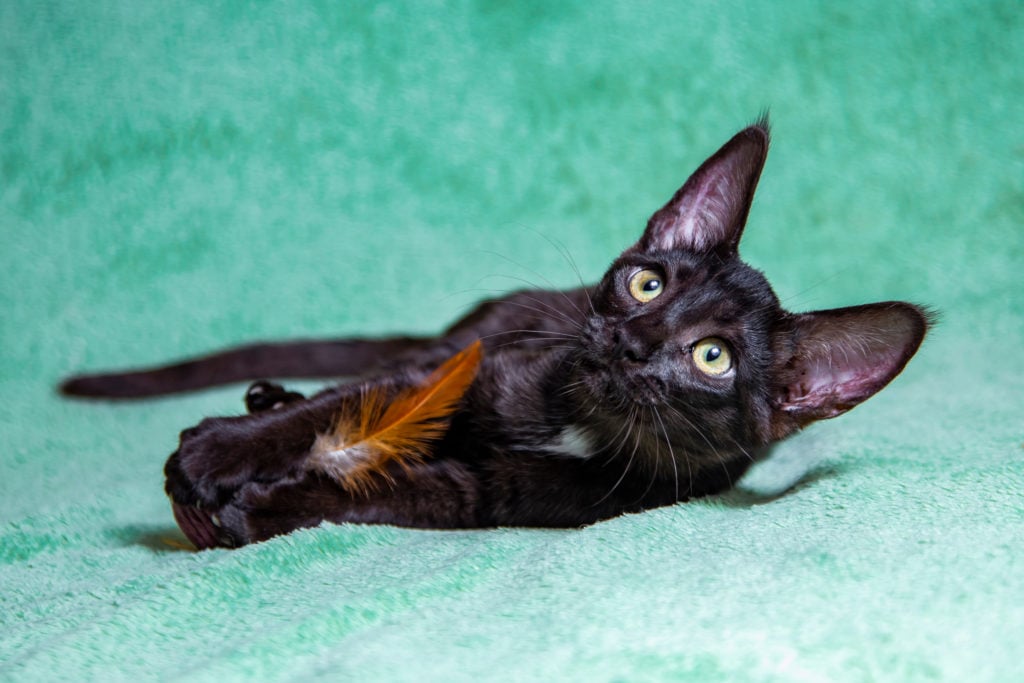 Black Savannah cat playing with feather toy