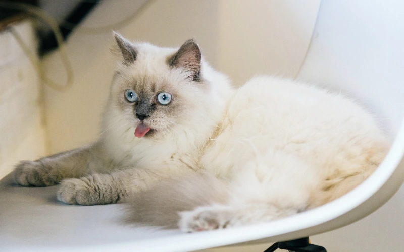 Blue Point Ragdoll cat