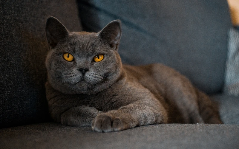British Shorthair cat