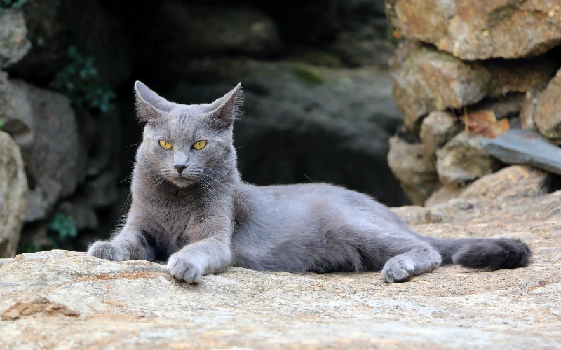Chartreux cat