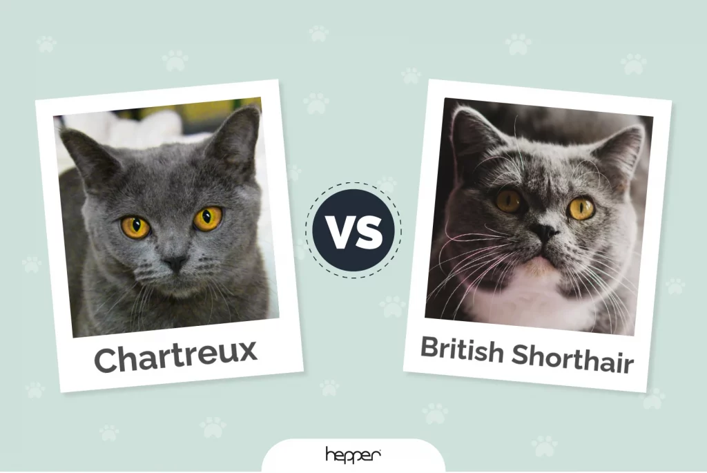 Chartreux vs British Shorthair - Featured Image