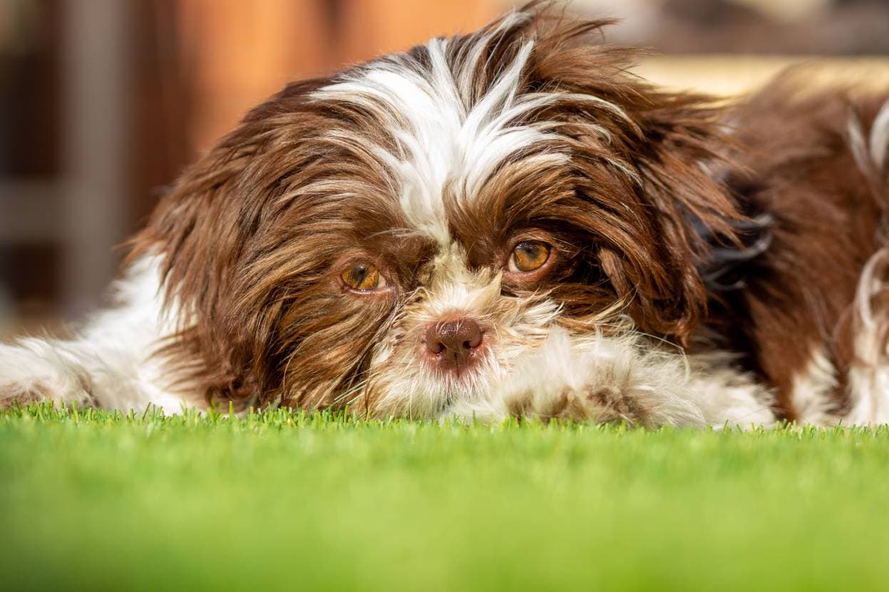 Chocolate Brown Shih Tzu