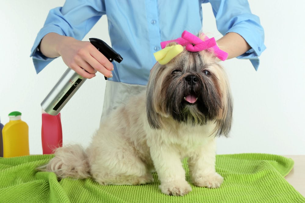 Cute Shih Tzu dog and hairdresser in barbershop isolated on white