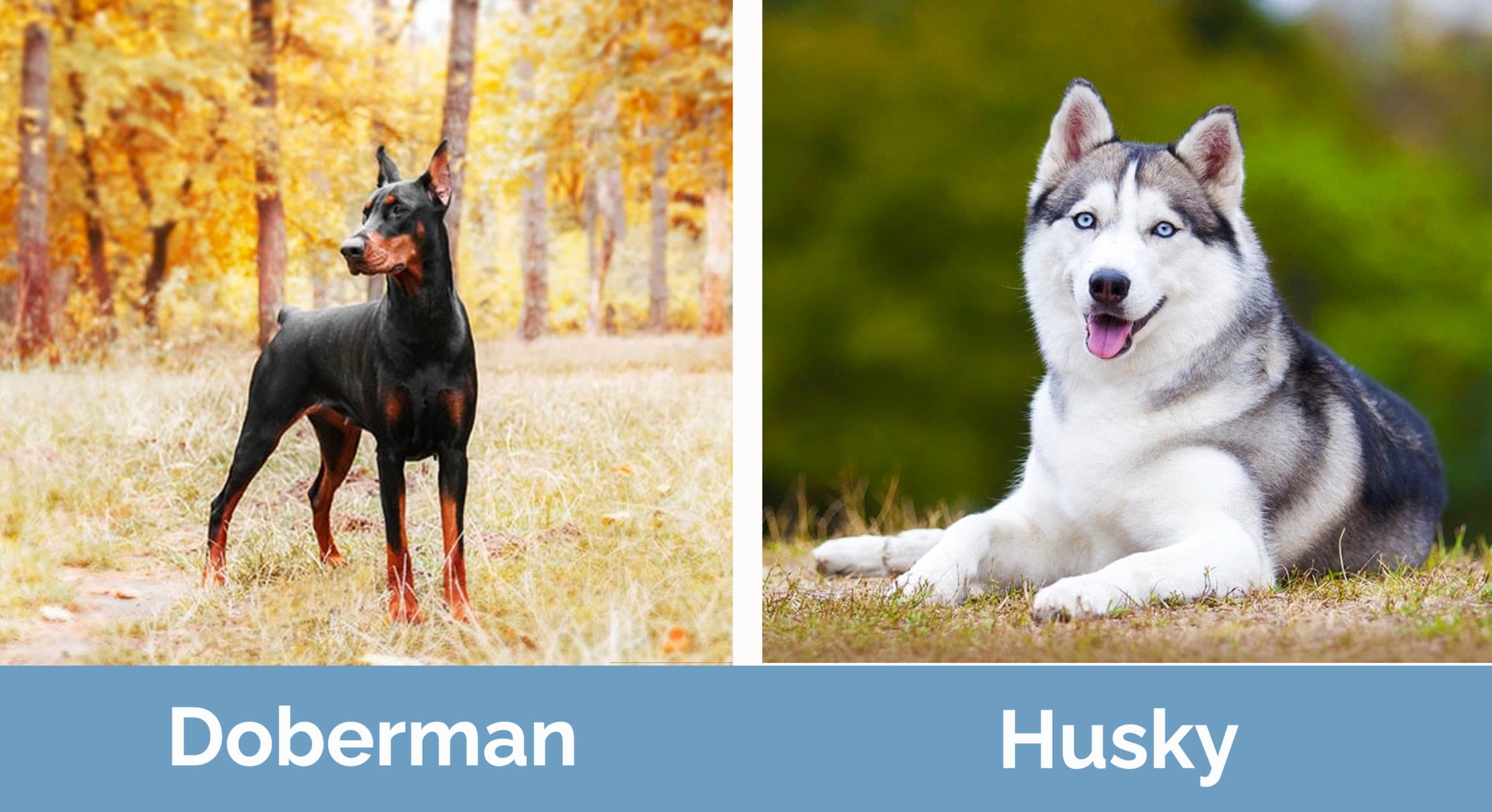 Doberman vs Husky side by side