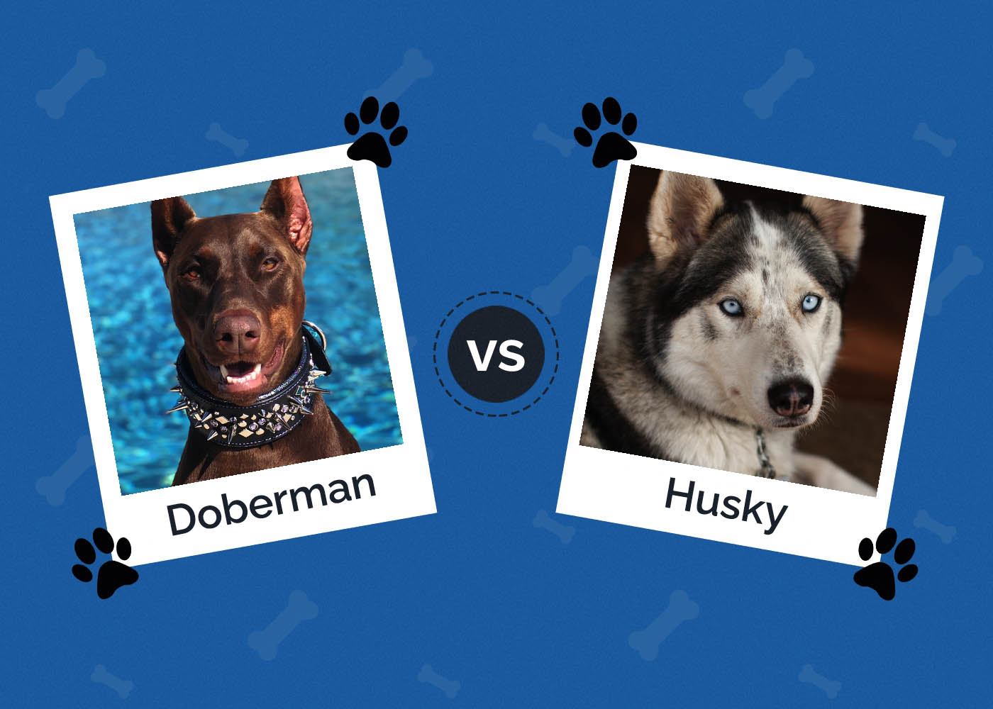 Doberman vs Husky