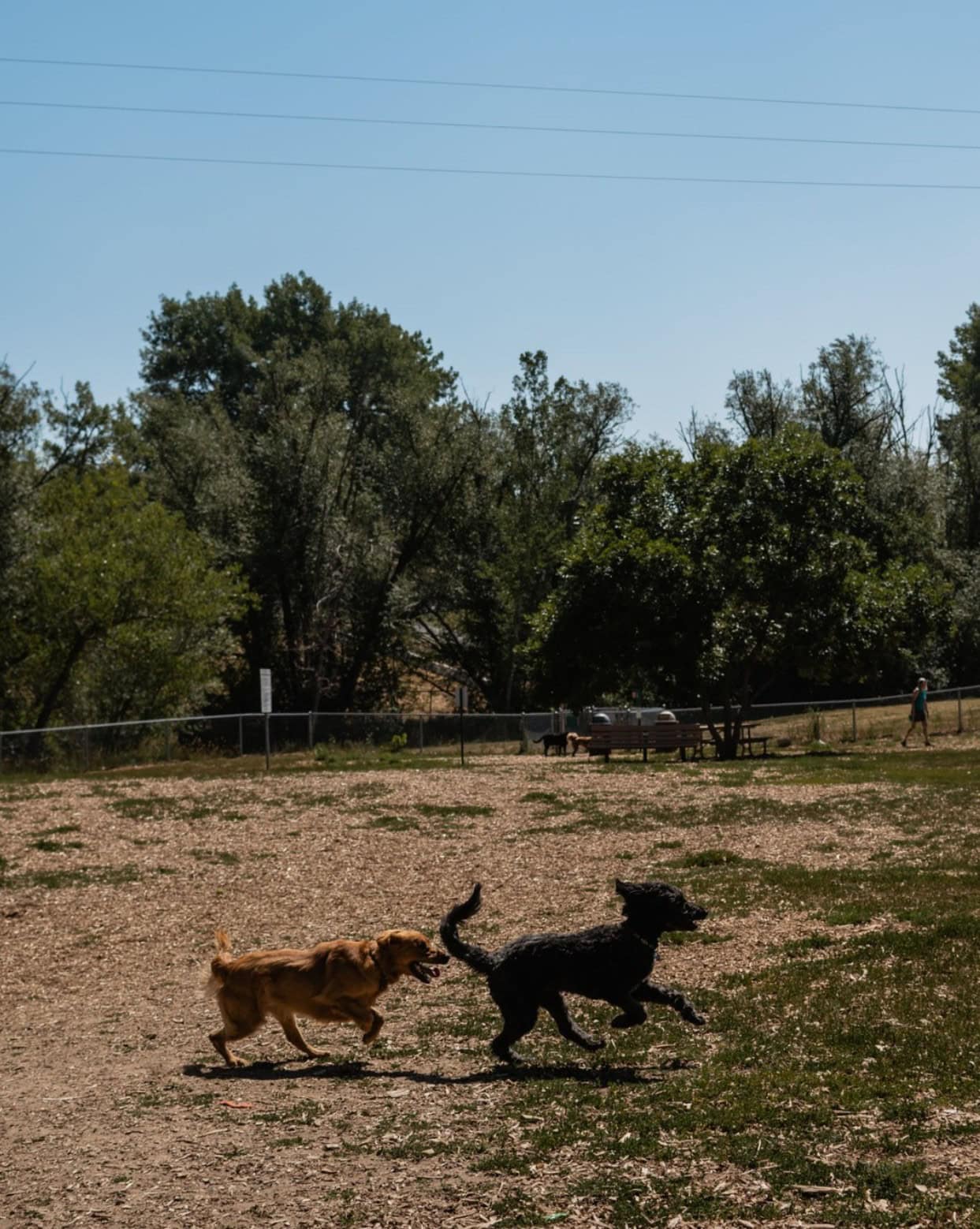 Englewood Canine Corral