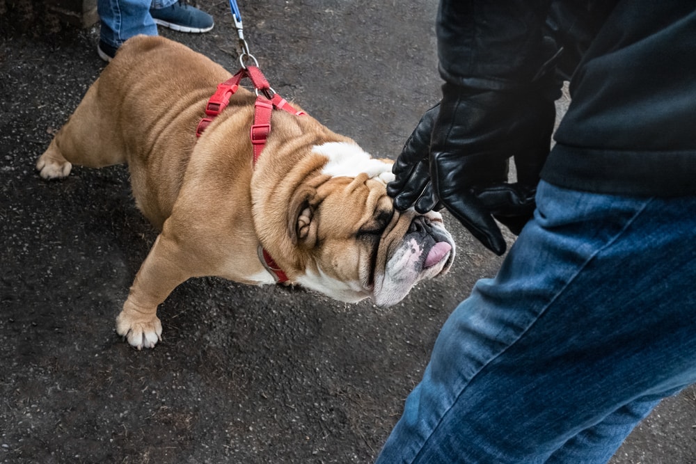 English Bulldog sniffing a man