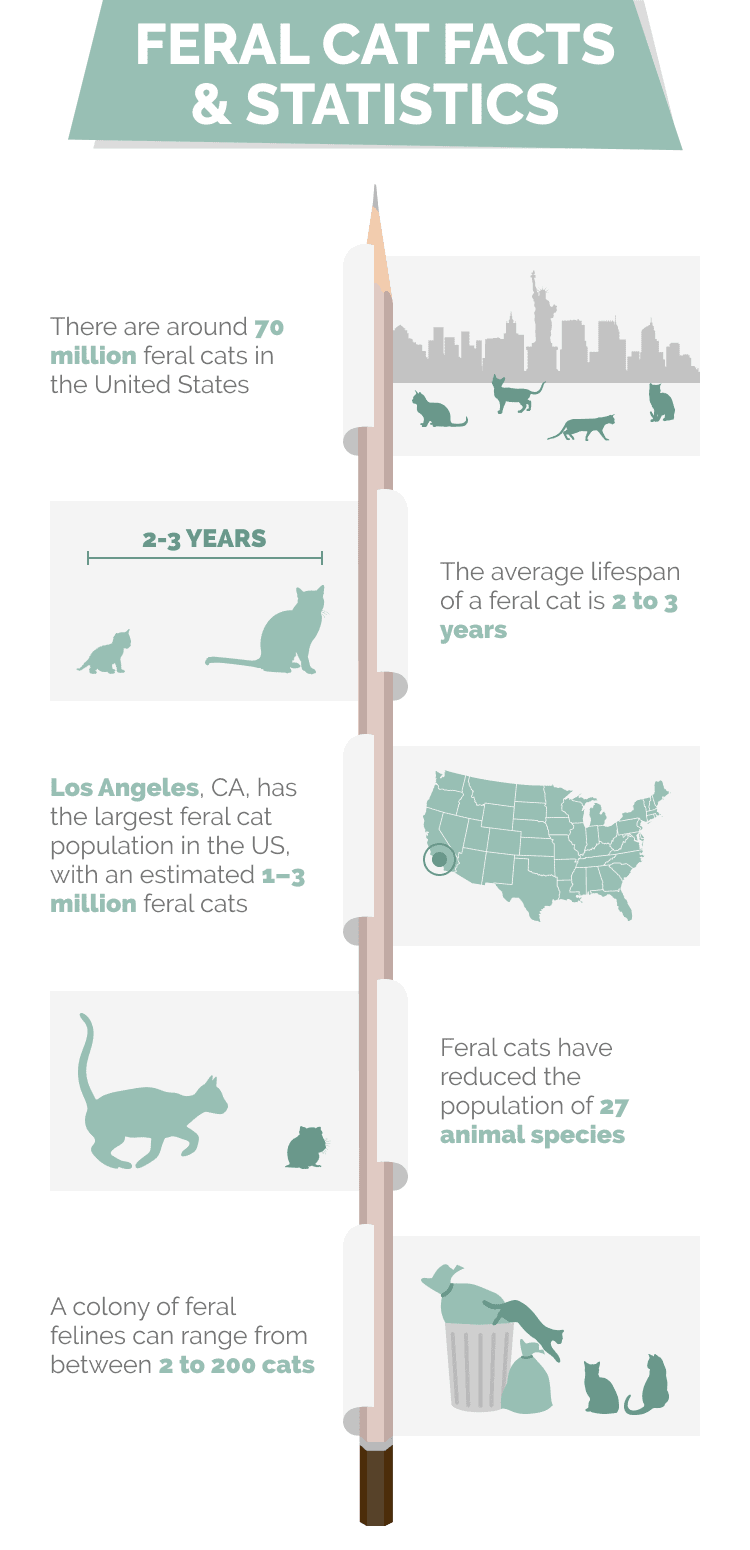 FERAL_CAT_FACTS_&_STATISTICS