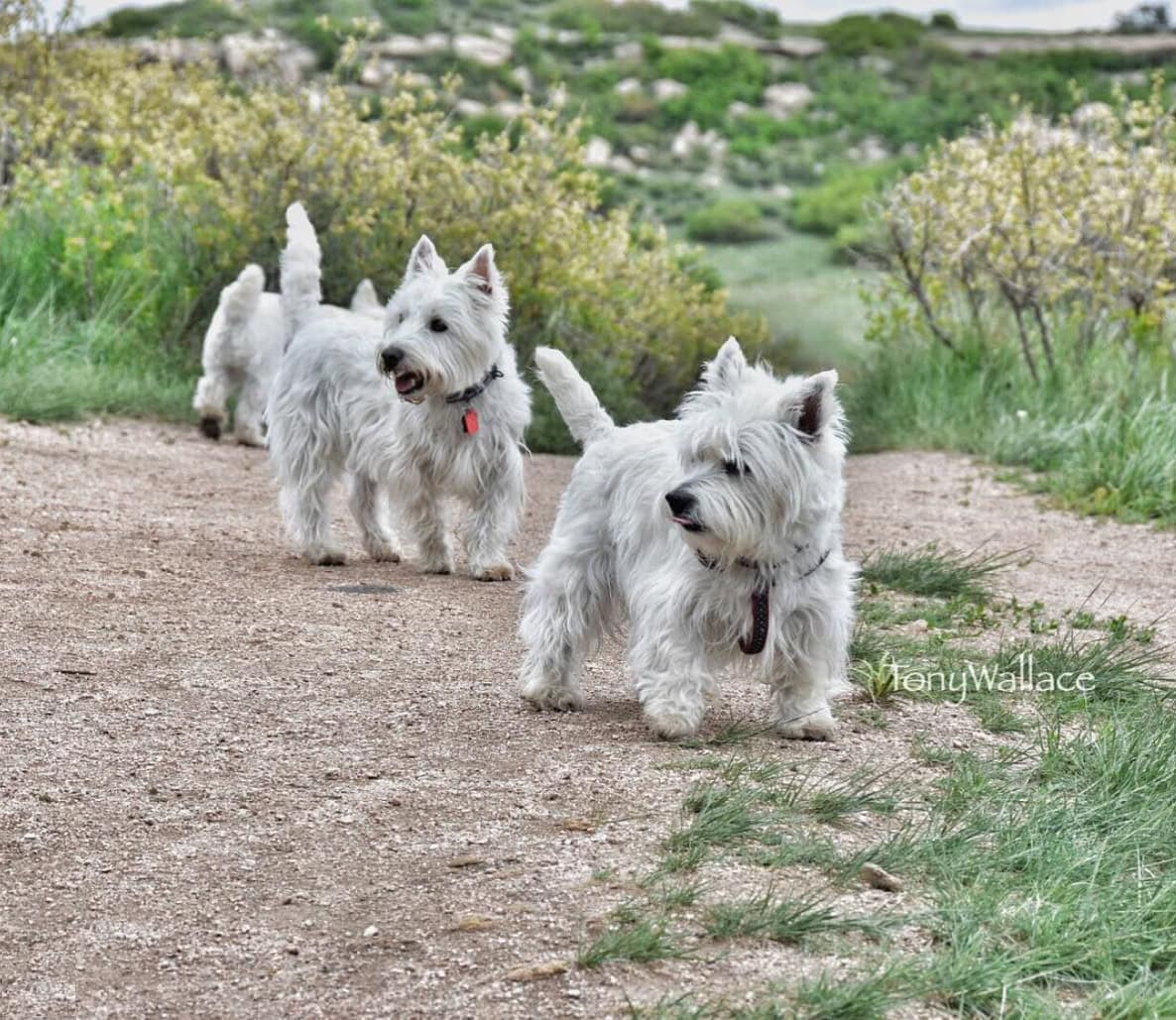 Glendale Farm Open Space Dog Park