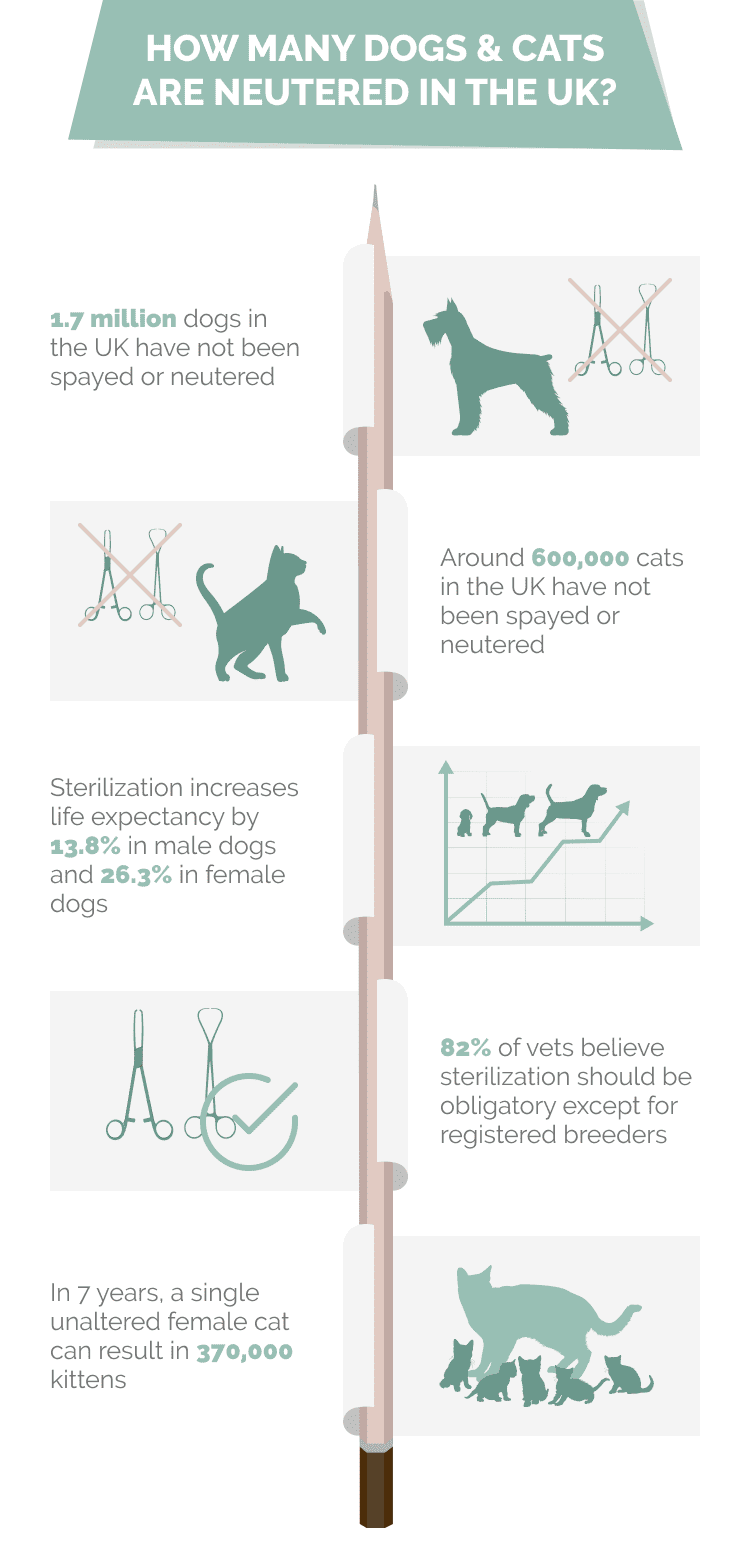 HOW_MANY_DOGS_&_CATS_ARE_NEUTERED_IN_THE_UK_