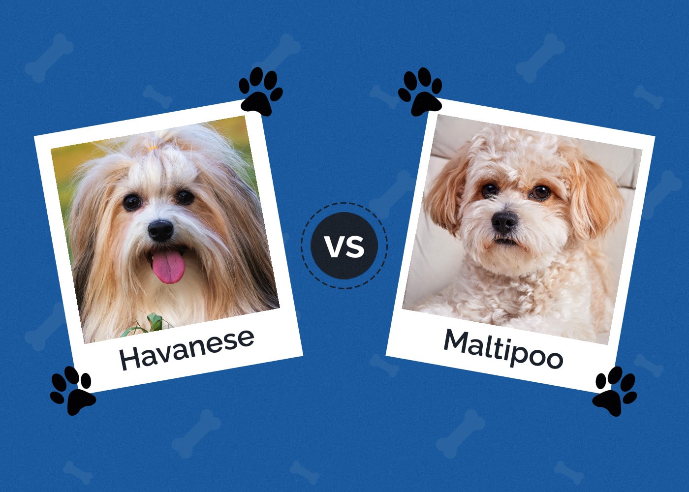 Havanese vs Maltipoo