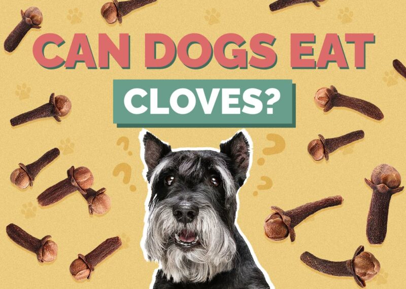 Hepper_Can Dogs Eat_Cloves