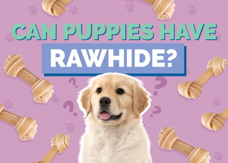 Can Puppies Have Rawhide Benefits Substitutes FAQ Hepper Pet can-puppies-have-rawhide-benefits-substitutes-faq-hepper-pet