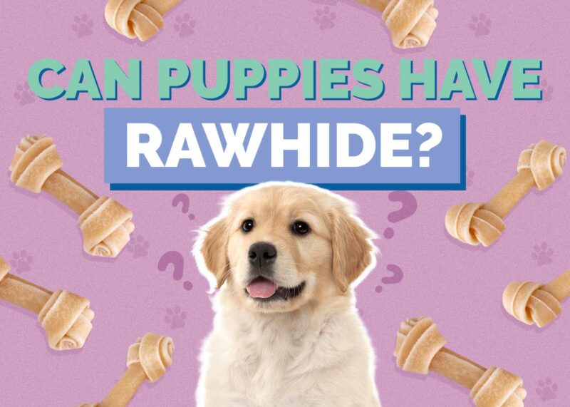 Hepper_Can Puppies Have_Rawhide