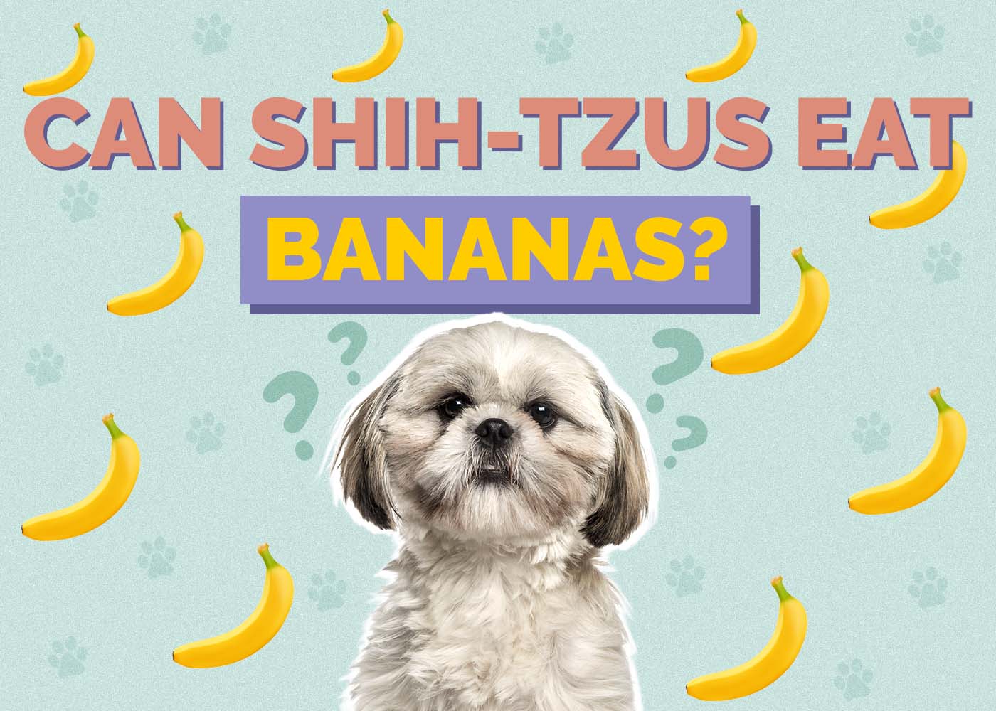 Visual Reference: Can Shih Tzus Eat Bananas Vet Reviewed Nutritional Benefits Faq