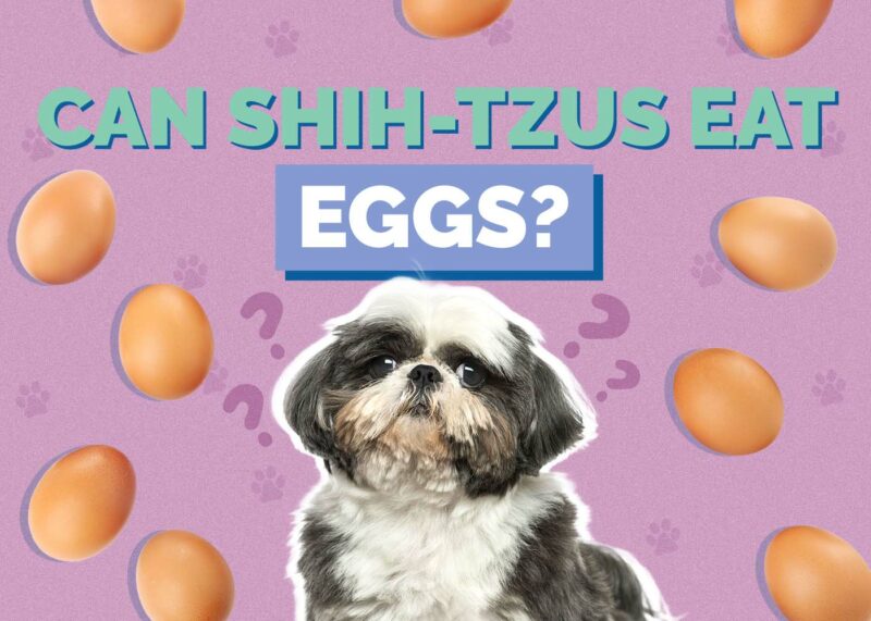 Hepper_Can Shih Tzus Eat_Eggs