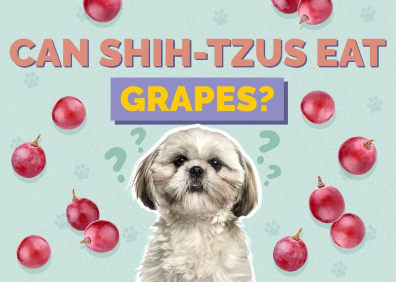 Hepper_Can Shih Tzus Eat_Grapes
