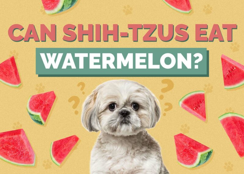 Hepper_Can Shih Tzus Eat_Watermelon
