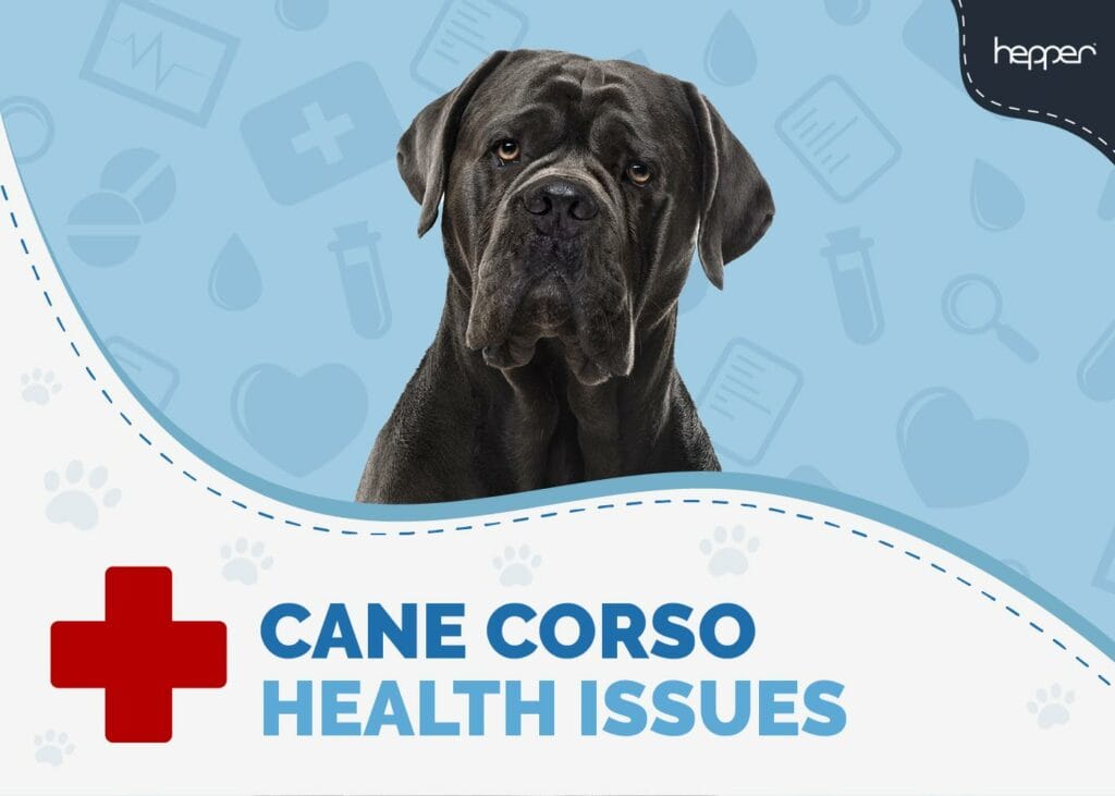 Cane Corso Health Issues You Need To Watch For